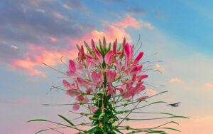 Tử vi ngày 8/3/2023: Tuổi Ngọ sắp có tin vui, tuổi Dậu nên cảnh giác cao