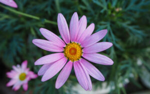 Tử vi ngày 9/3/2023: Tuổi Tý được trao trọng trách, tuổi Mão nhiều người ủng hộ