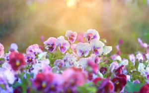 Tử vi ngày 10/3/2023: Tuổi Dần sự nghiệp khởi sắc, tuổi Thân dễ dàng phát tài