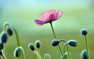 Tử vi ngày 11/3/2023: Tuổi Tỵ thoát khỏi vận xui, tuổi Thìn tự tạo áp lực￼